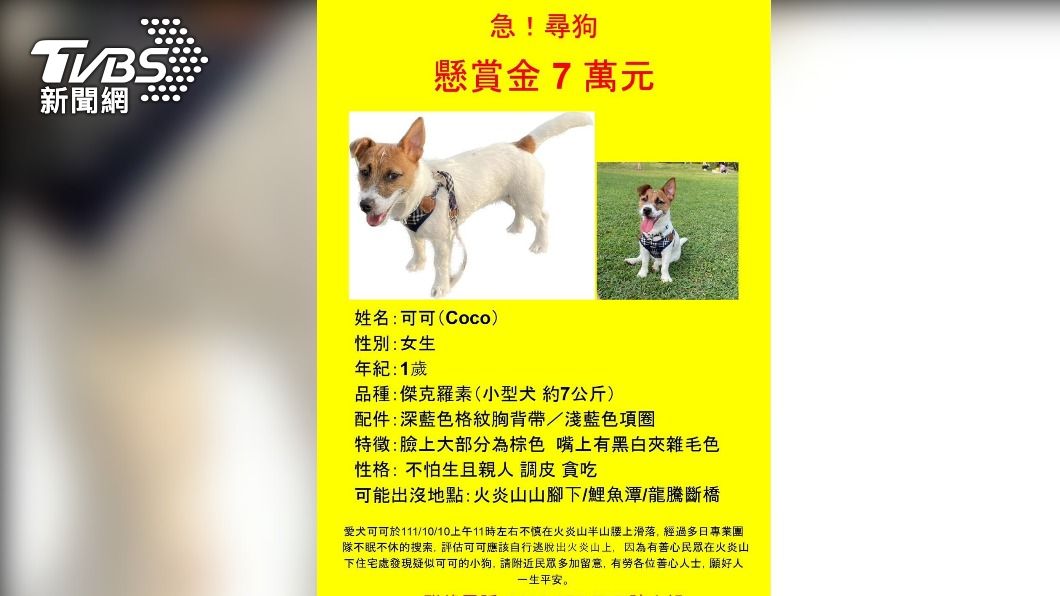 飼主懸賞7萬元找狗。(圖/飼主陳小姐提供)