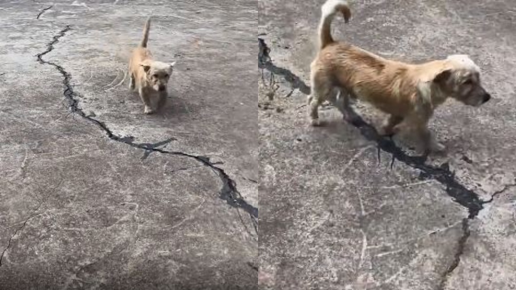 無良飼主丟包狗狗50公里遠 牠1週後自己回家網心疼