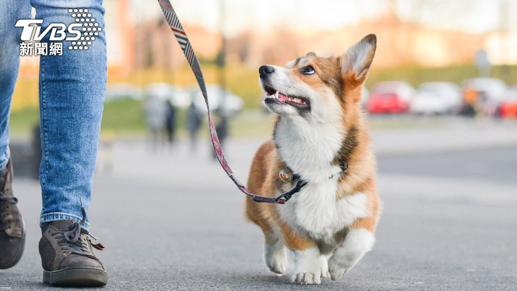 狗狗是人類最忠心的朋友。（示意圖／shutterstock達志影像）