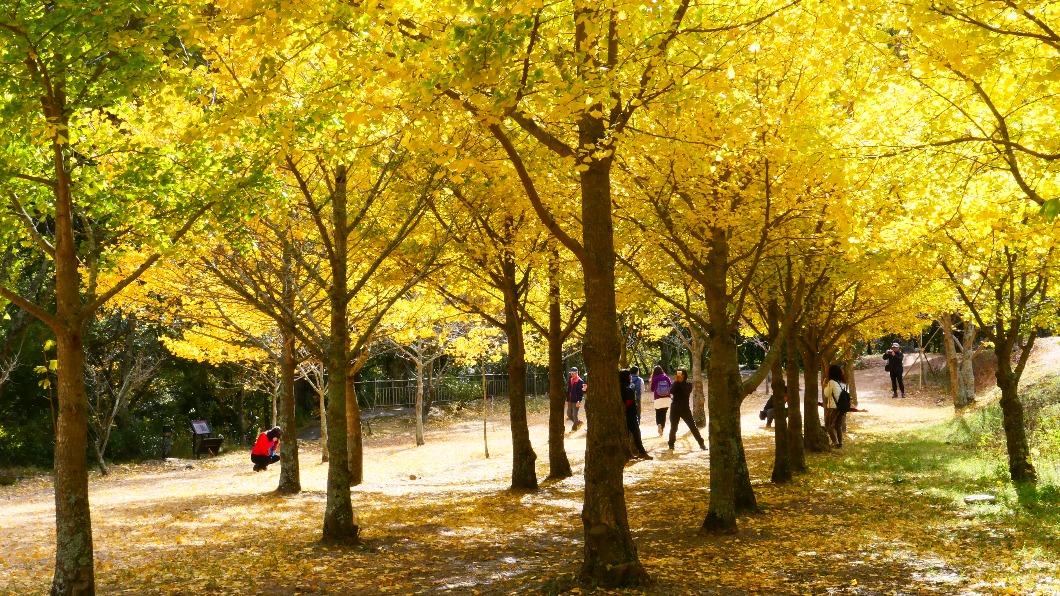 在武陵農場不僅可以欣賞銀杏,還可觀賞紅楓葉。(圖/翻攝自武陵農場網站)