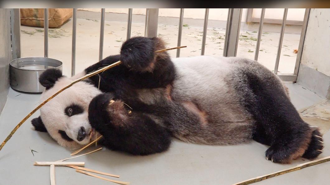 病況惡化!團團2次MRI病灶區擴大 腦惡性腫瘤率提高
