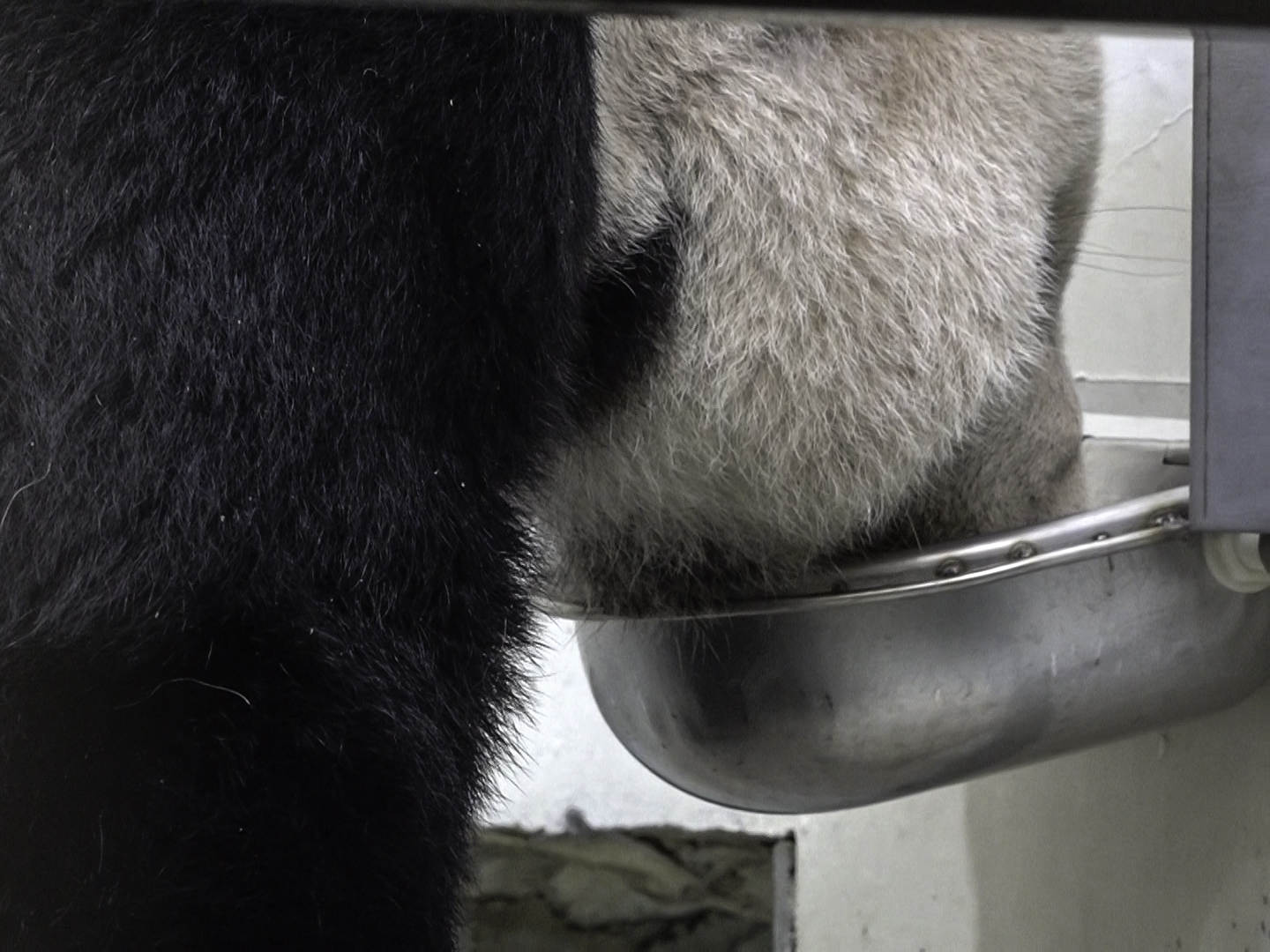 團團多喝水。(圖/台北市立動物園提供)
