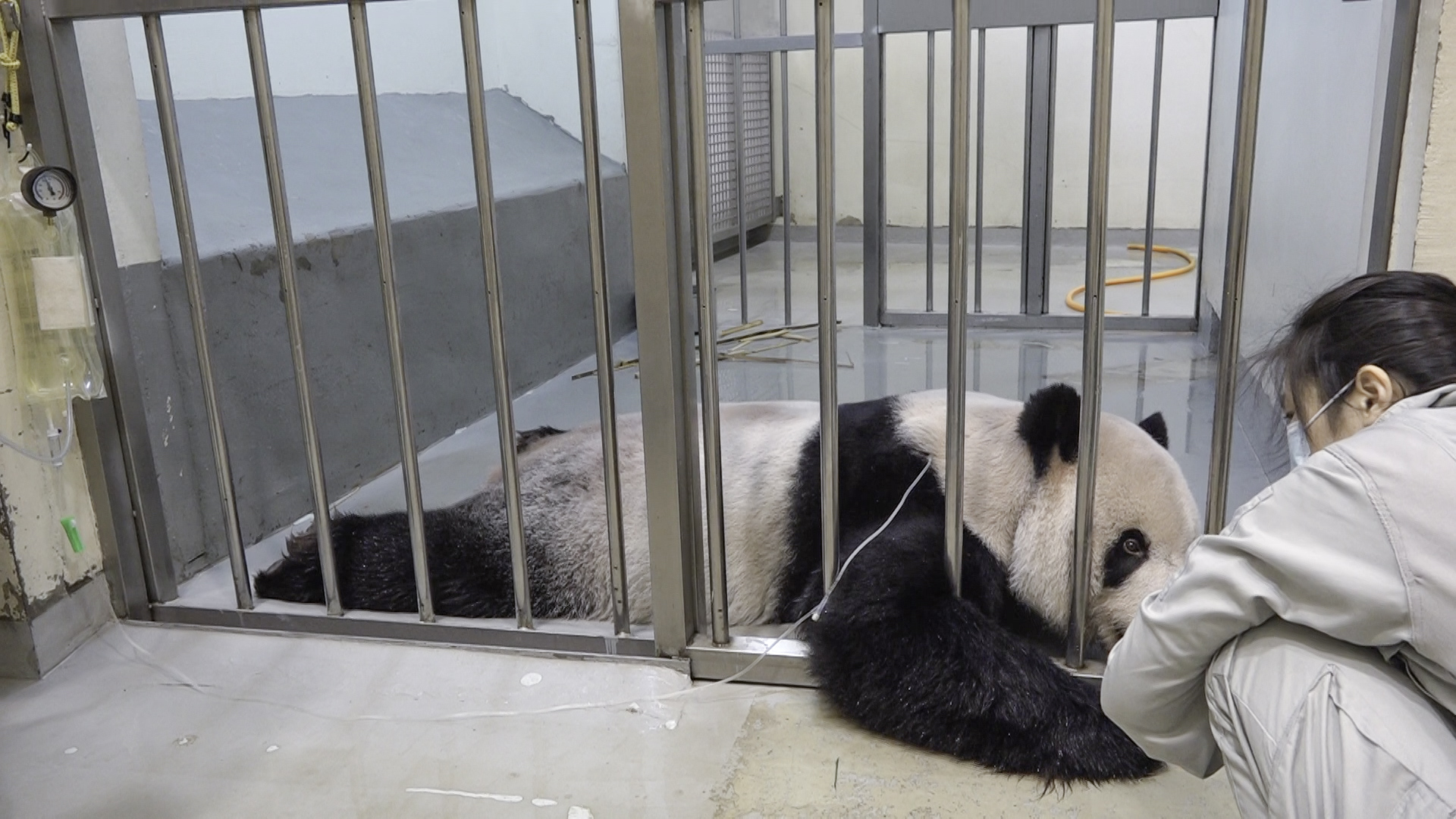團團打輸液補充水分。(圖/台北市立動物園提供)