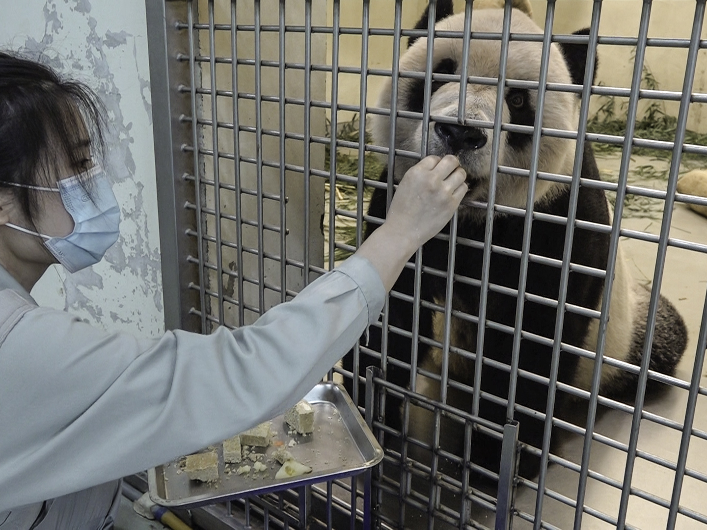 團團吃窩窩頭和服藥。(圖/台北市立動物園提供)