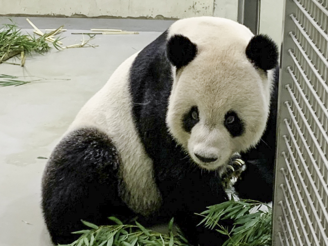 動物園希望藉由大家的守護與陪伴,讓團團一路平順。(圖/台北市立動物園提供)