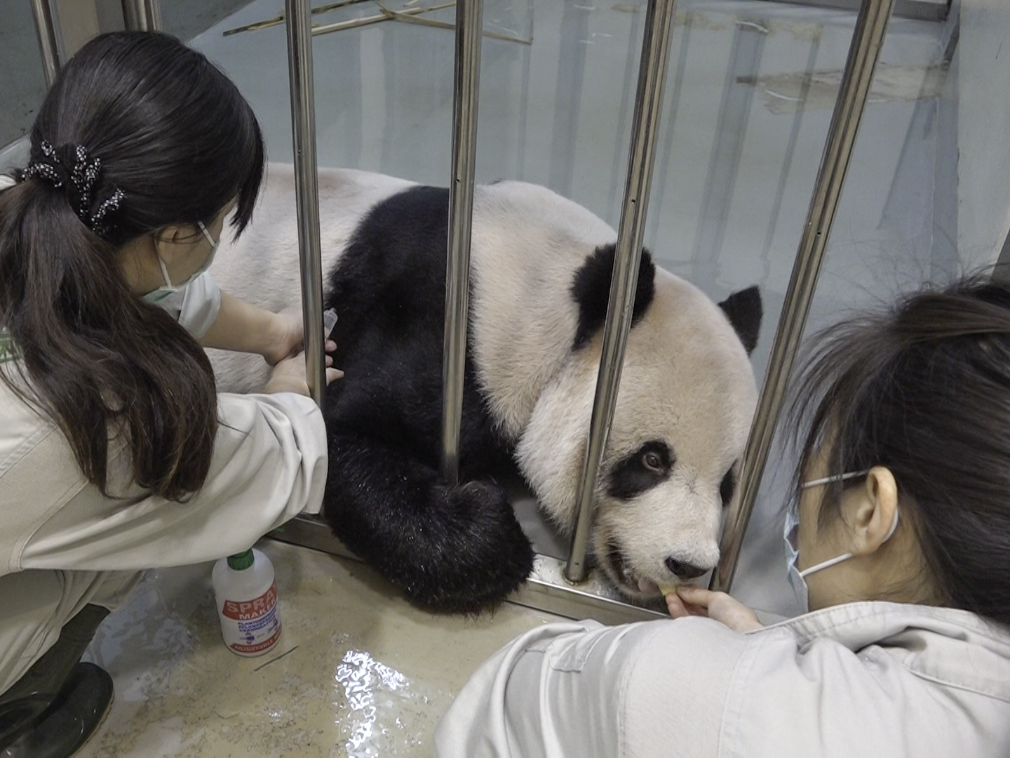 獸醫師幫團團打針。(圖/台北市立動物園提供)