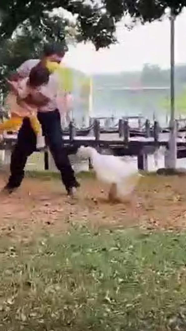 白鵝狂追爺孫倆。(圖/潘沂軒授權)