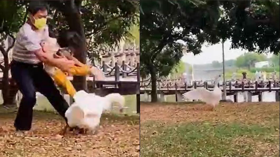 白鵝被打到落荒而逃。(圖/潘沂軒授權)