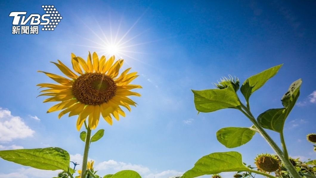 屬牛的開運植物是象徵熱情的太陽花。（示意圖／shutterstock 達志影像）