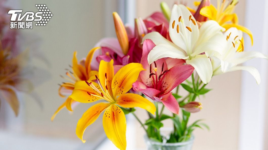 屬猴的朋友適合種植百合花。（示意圖／shutterstock達志影像）