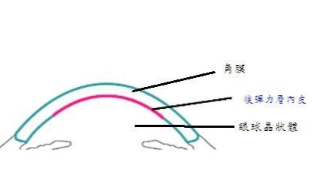 DMEK手術移植細胞層,為角膜內最靠近晶狀體之內皮層。(圖/基隆長庚醫院提供)
