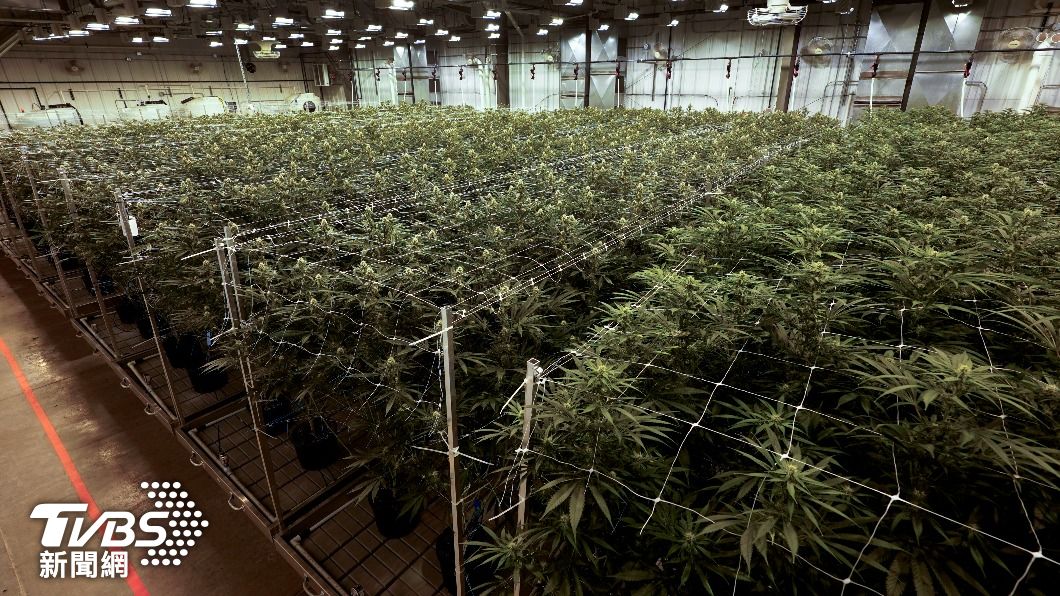 專門種植生產大麻的園區。(圖/達志影像美聯社)