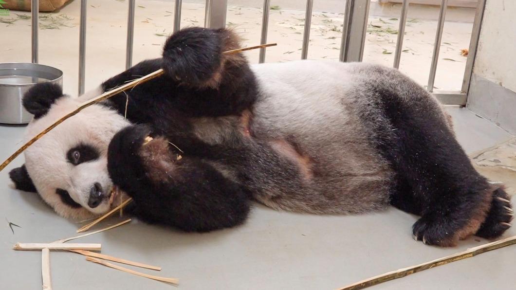 團團腦部病變為「惡性腫瘤」的機率大幅提高。（圖／台北市立動物園）