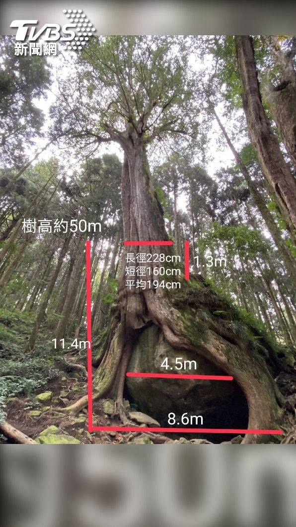 樹抱石樹高50公尺,龍珠巨石4.5公尺。
