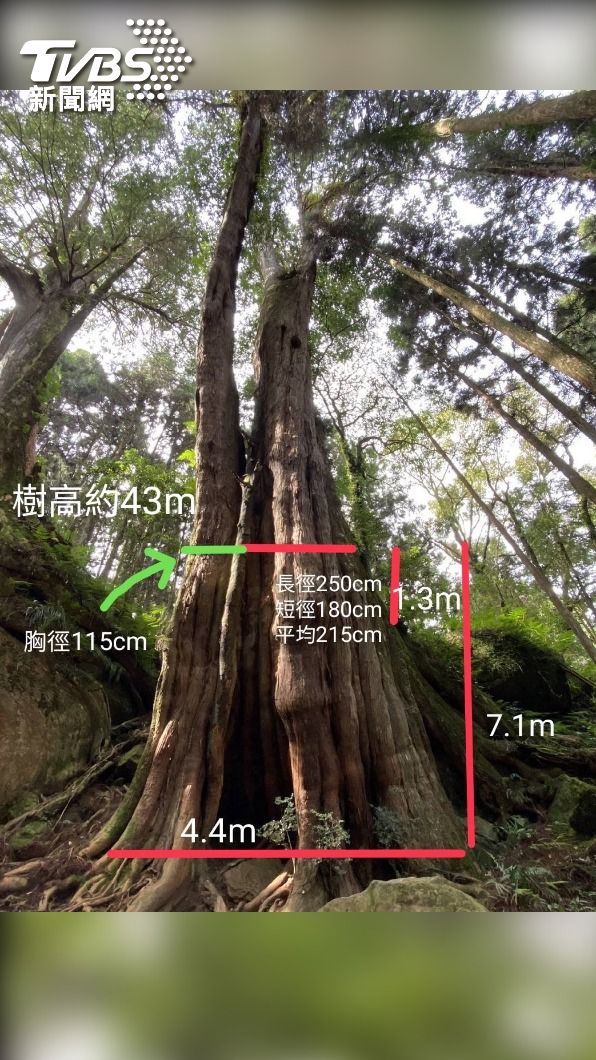 旁邊也是紅檜樹高43公尺,胸徑115公分。