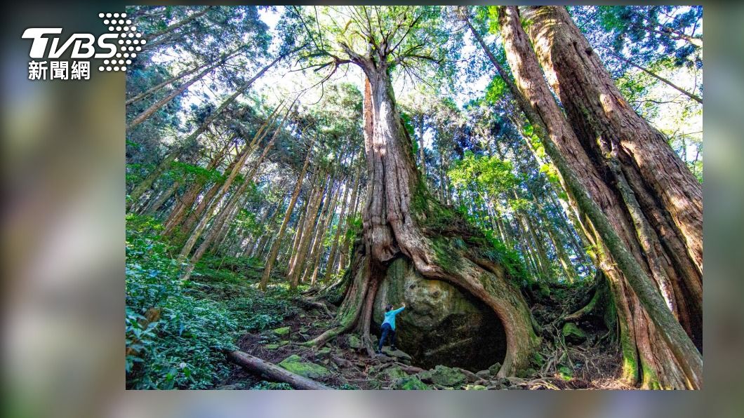 這也太壯觀了吧! 山神的龍珠 神木環抱 天然”樹抱石”