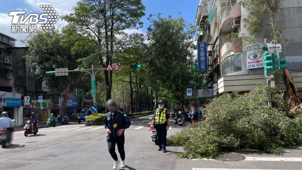 有驚無險!北市松山區「白千層」應聲倒塌 幸無砸中人車