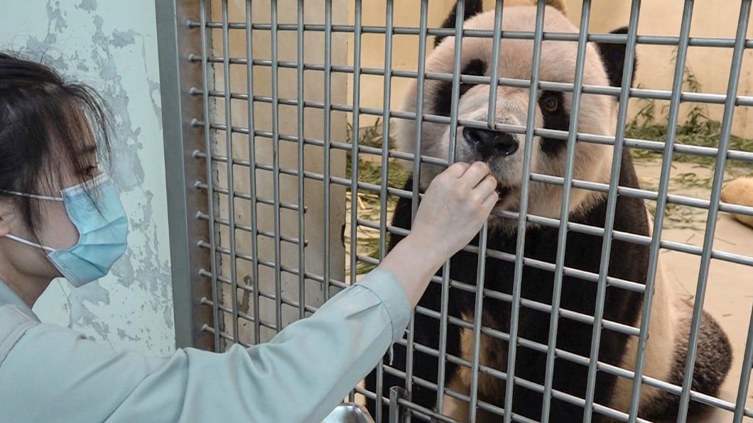 救團團「台陸態度不同」?國台辦喊要治療 動物園回應了