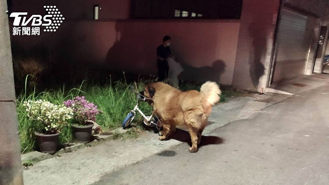 7旬老婦遭2藏獒攻擊!頭部、手臂被咬傷 動保處將開罰飼主