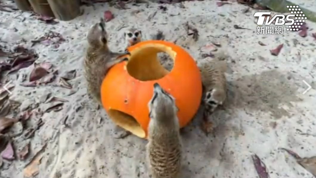 南瓜餐升級!壽山動物園萬聖派對 動物「限定版」