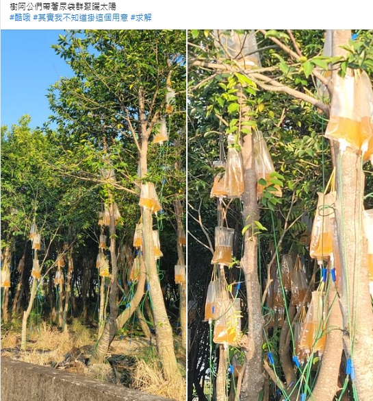 民眾看到路樹直呼樹阿公們帶著尿袋群聚曬太陽。(圖/翻攝自路上觀察學院臉書)