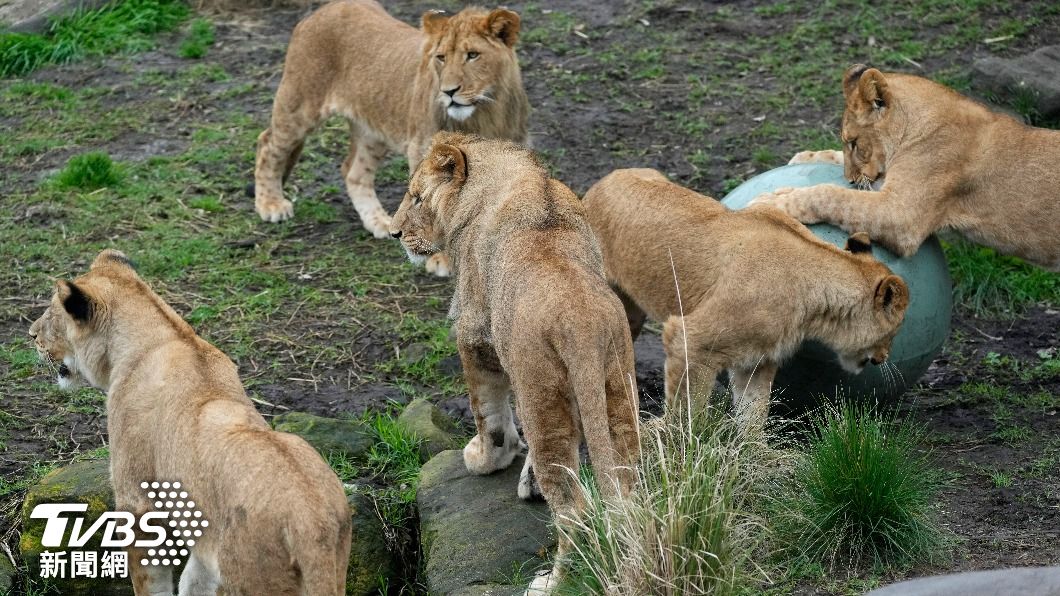 生活在雪梨塔龍加動物園的獅群。（圖/達志影像美聯社）