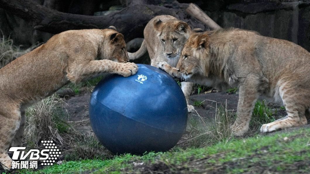 雪梨動物園上演「全員逃走」 5隻獅子同時失蹤嚇壞眾人