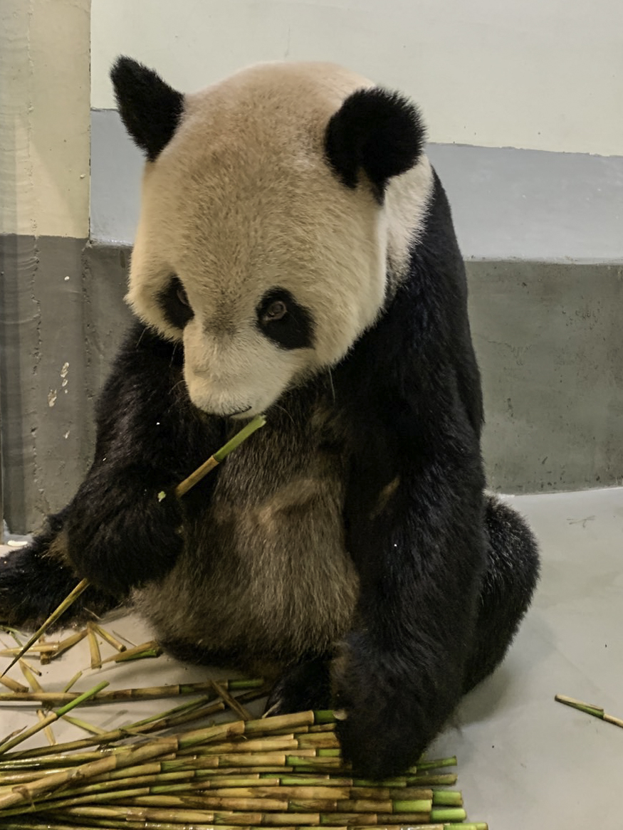 團團享用四方竹。(圖/台北市立動物園提供)