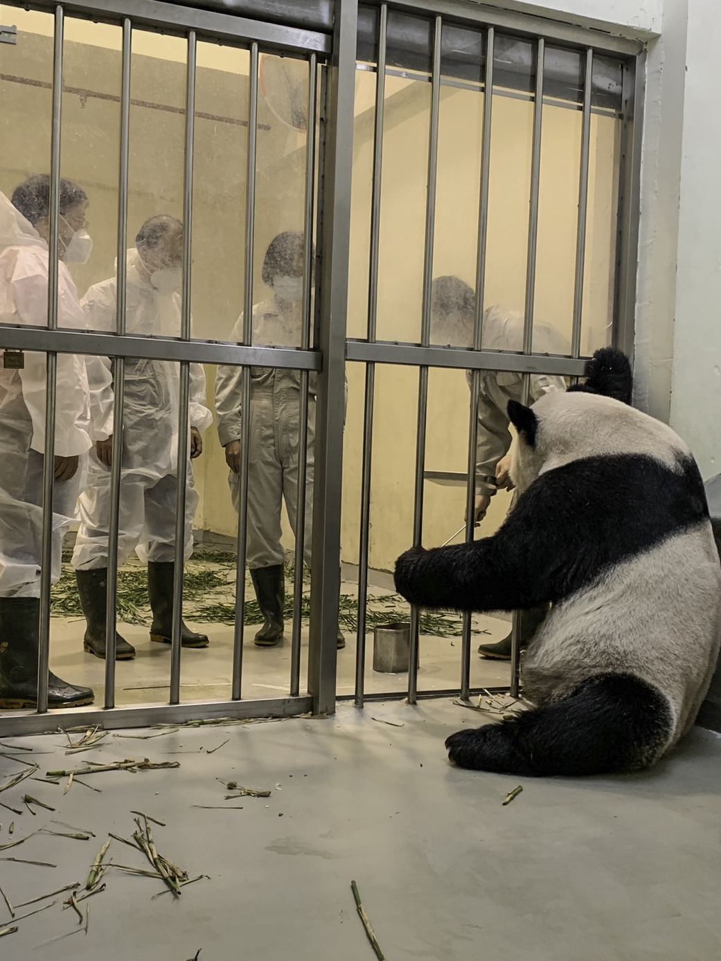 大陸專家探視大貓熊團團、圓圓一家生活情形。(圖/台北市立動物園提供)