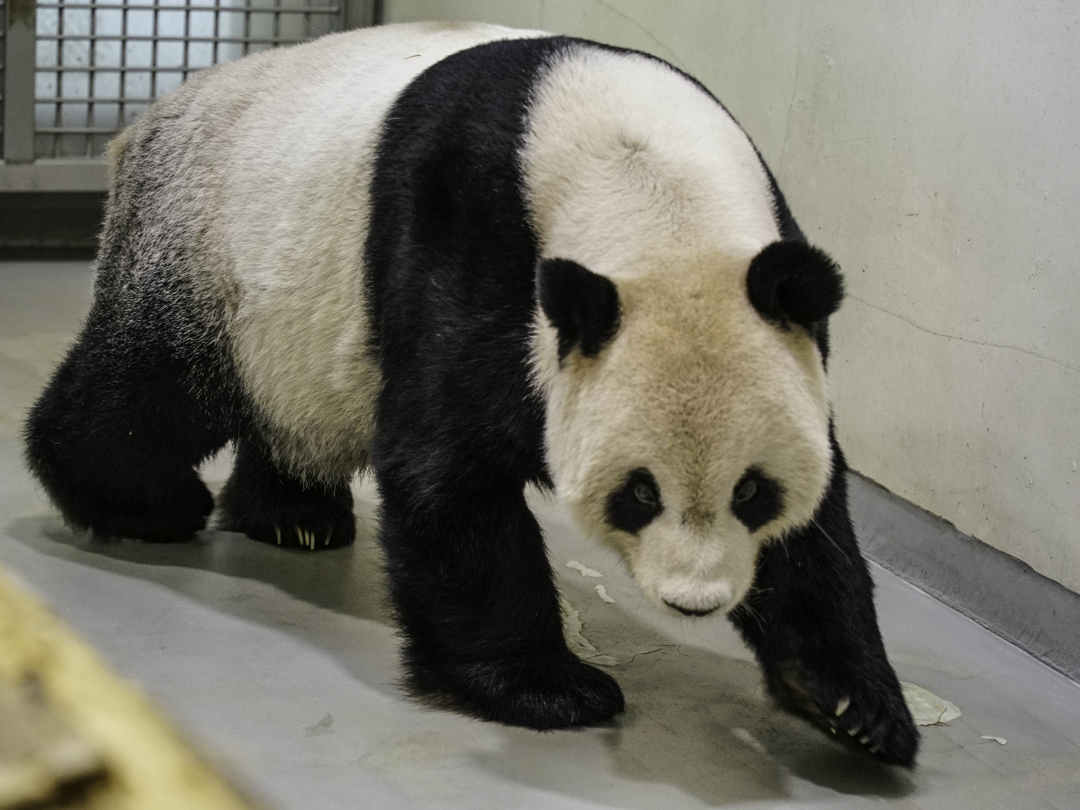 團團。(圖/台北市立動物園提供)