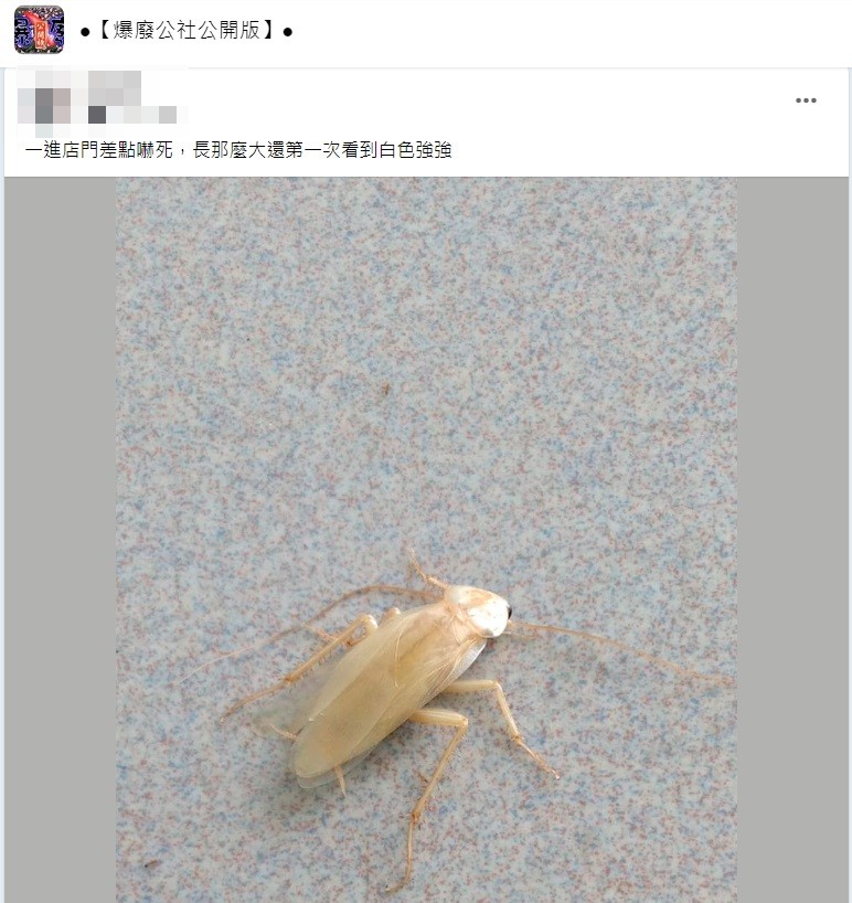 原PO分享自己第一次看到白色小強。（圖／翻攝自爆廢公社公開版）