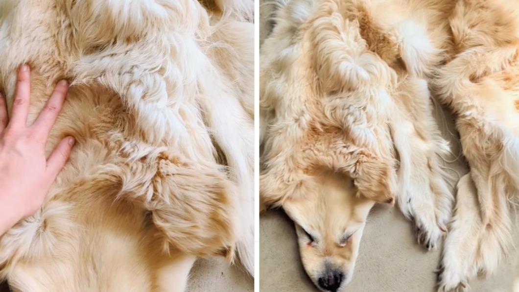 飼主將過世愛犬製成「地毯」！標本公司：牠準備好回家了