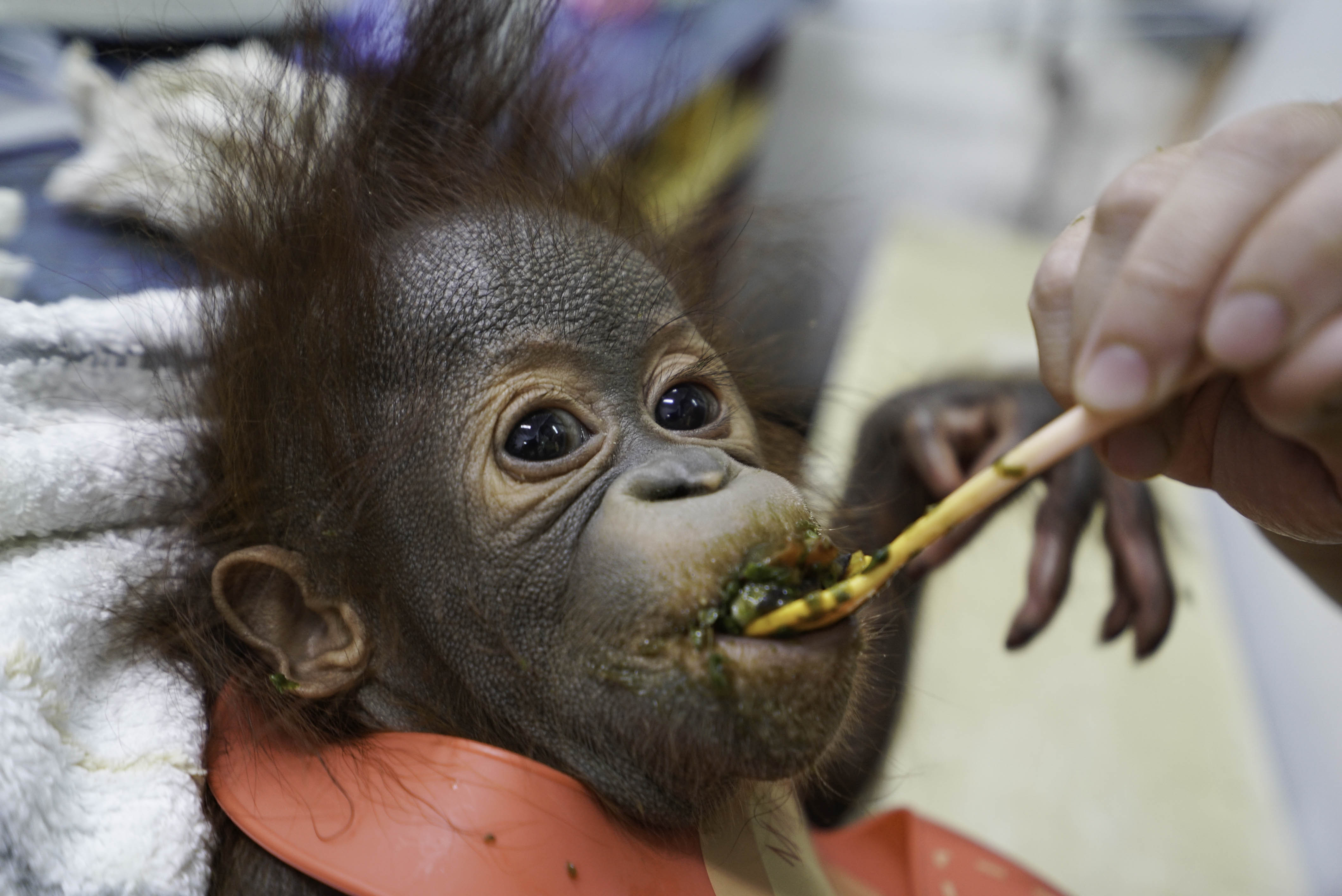 「秀彩」學習吃固體食物。（圖／台北市立動物園提供）