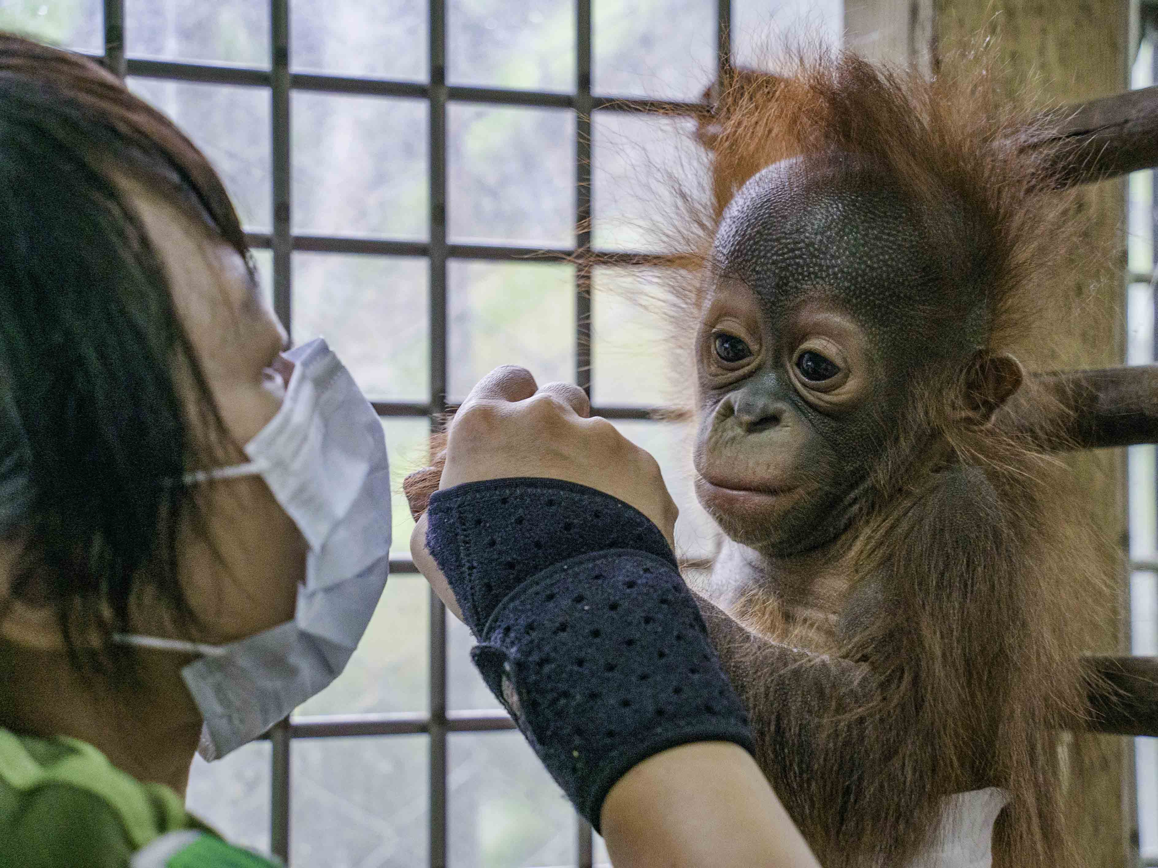 幸福的「秀彩」有好幾位媽媽疼愛。（圖／台北市立動物園提供）