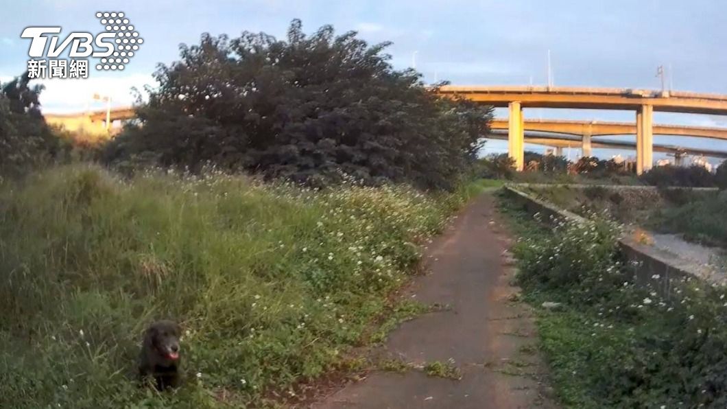 靈犬轉世? 老翁失蹤警急尋 途遇小黑帶路果然找到