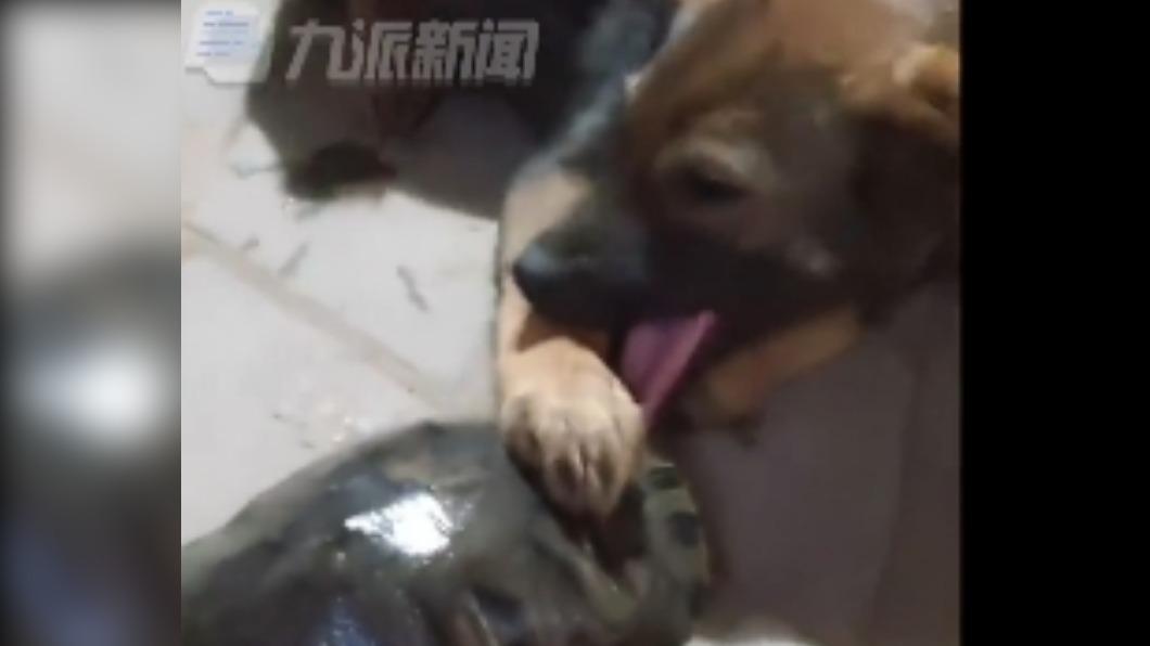 狗狗逗烏龜反被咬舌頭 掙扎半小時靠這招得救