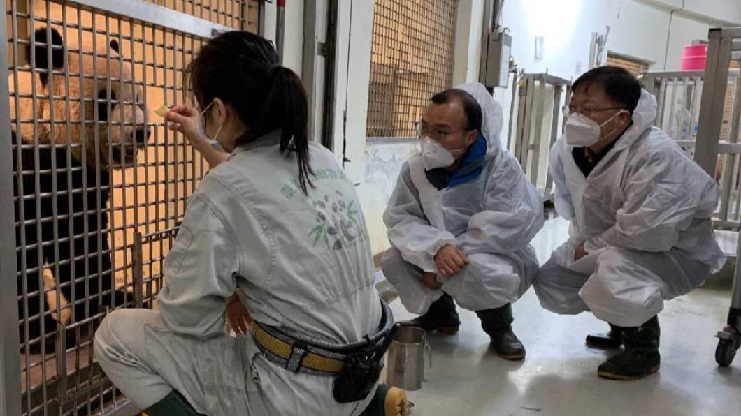 陸貓熊專家明離台 團團近況曝光:狀況改善中