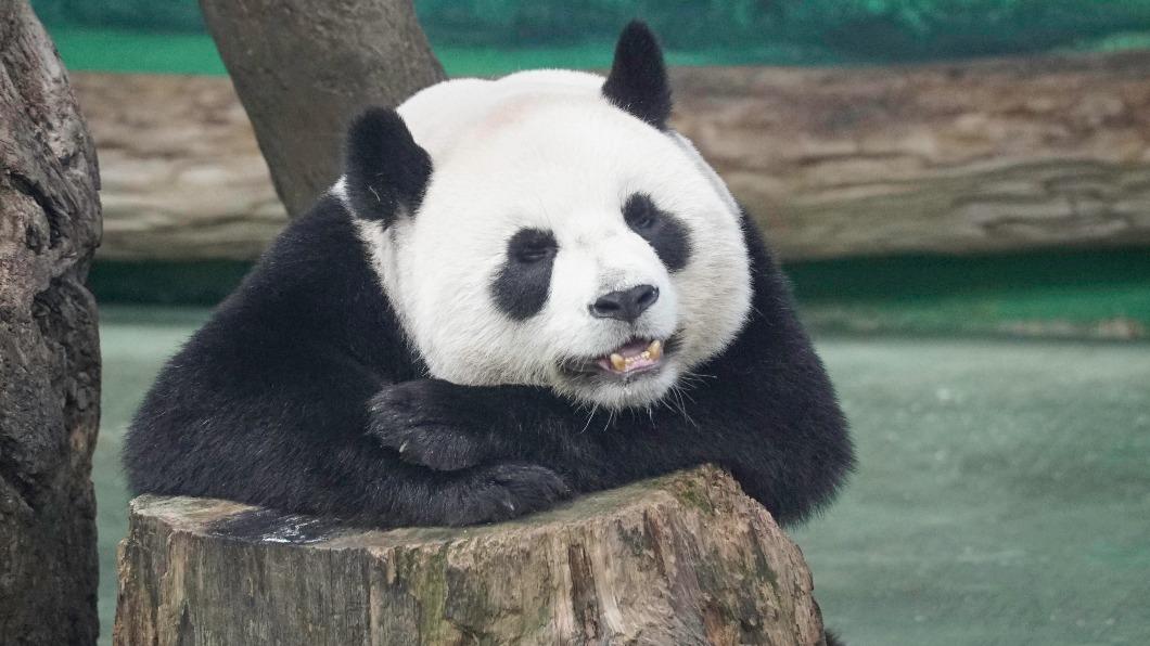 團團一家狀態曝!動物園新設備「冰床」 圓仔玩嗨