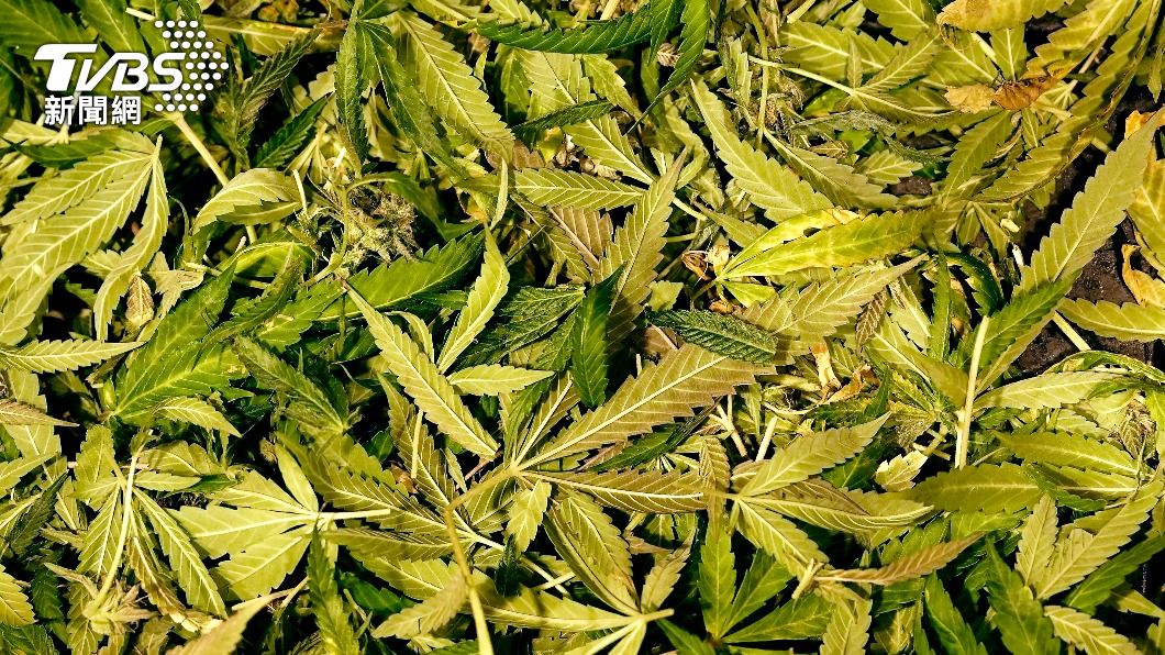 尚未加工的大麻葉。(圖/達志影像美聯社)