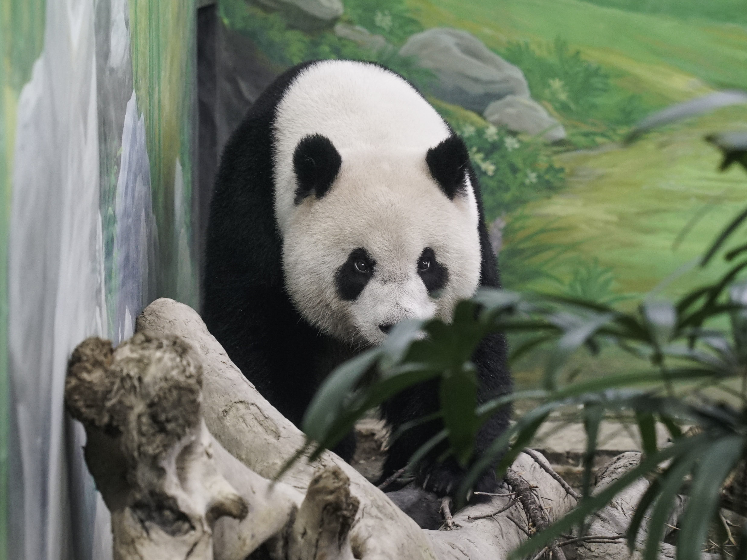 圓仔喜歡玩冰床。（圖／台北市立動物園提供）