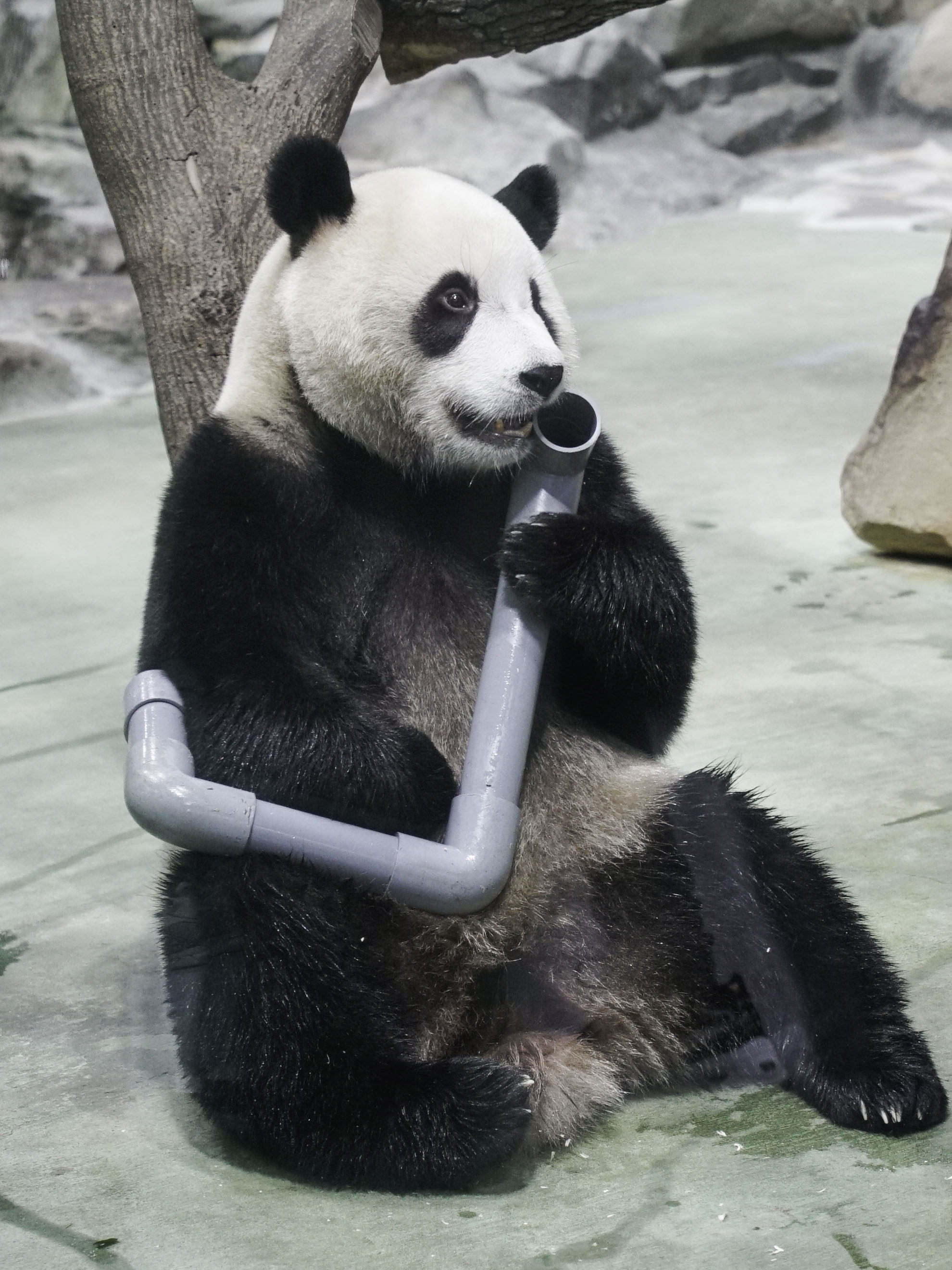 圓寶和媽媽會在冰床上做親子瑜珈。（圖／台北市立動物園提供）