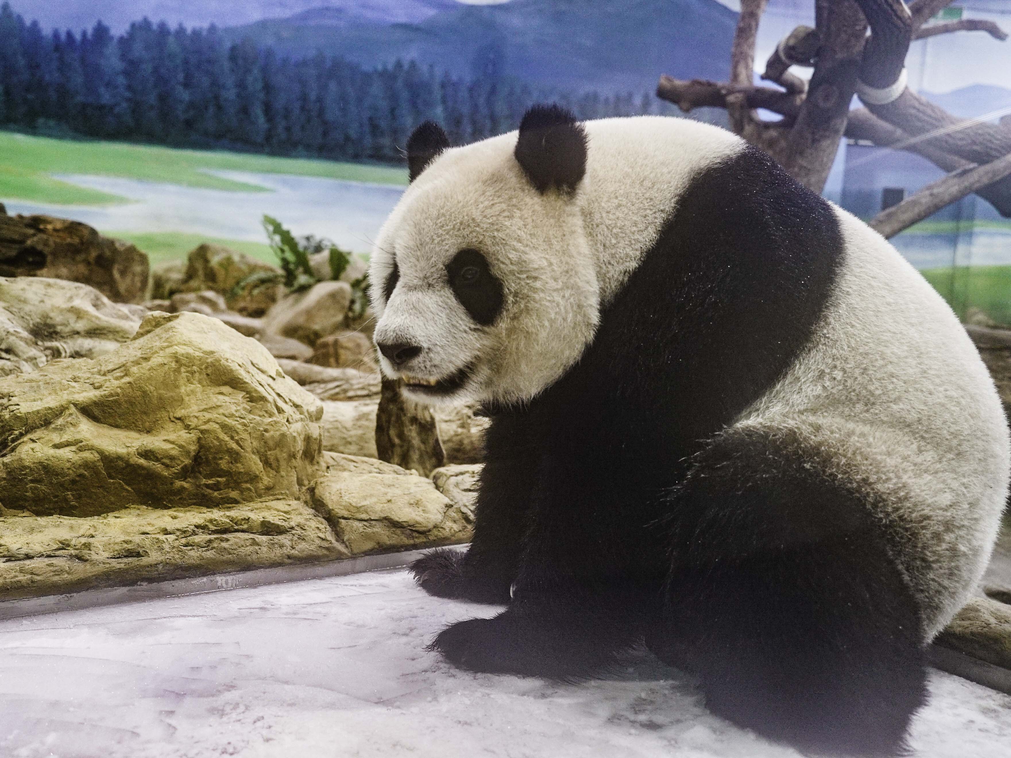 大貓熊「圓仔」常常在冰床上面玩嗨了！（圖／台北市立動物園提供）