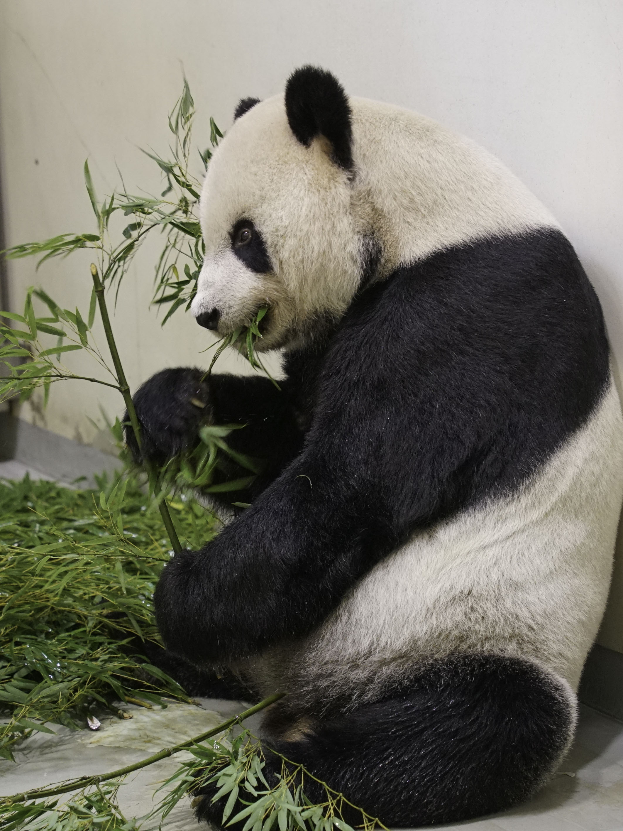 大貓熊「團團」最近的狀態平穩，竹桿及竹葉的攝食量及便便量也多增加一些些。（圖／台北市立動物園提供）