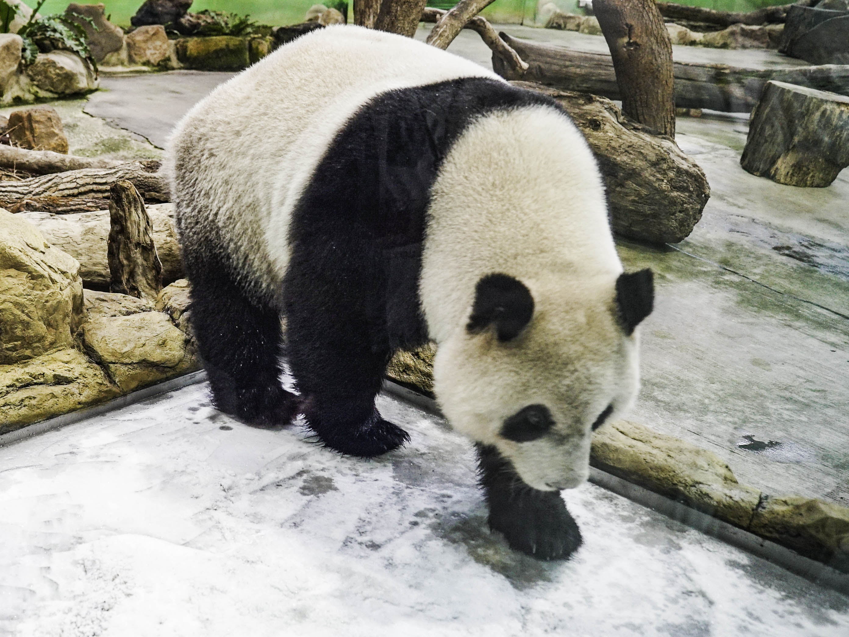 圓仔。（圖／台北市立動物園提供）