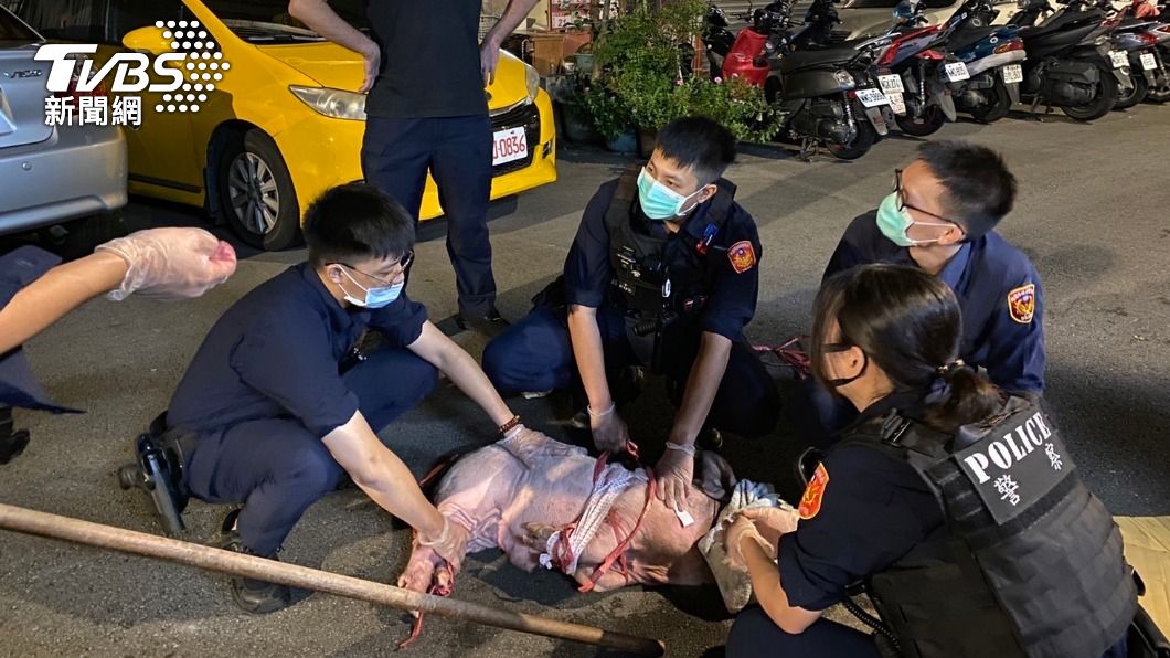 麝香豬翹家街上狂奔 遭五花大綁 芭比Q了