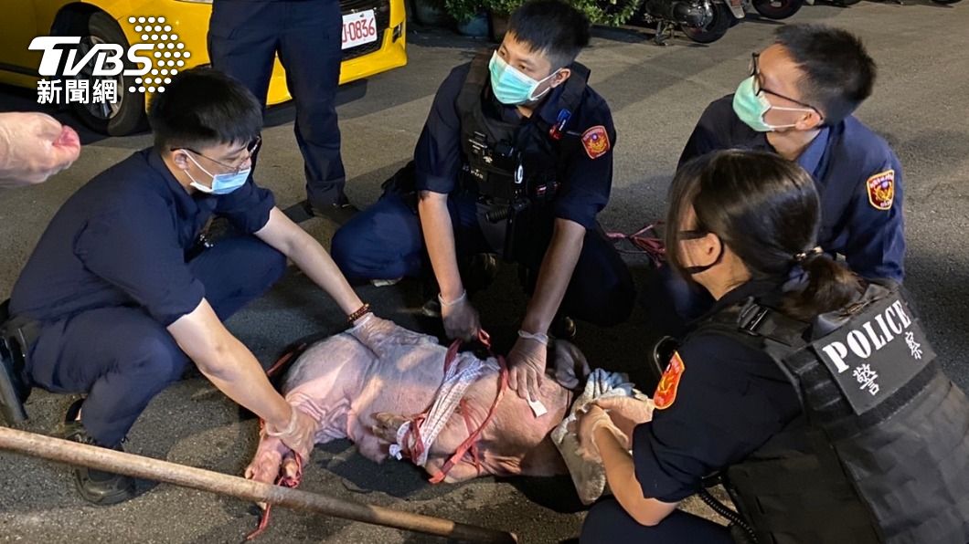 警民合力將豬仔制伏。(圖/TVBS)