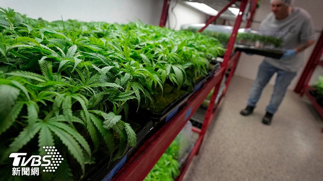 年滿21歲可使用 美新增2州合法化娛樂大麻