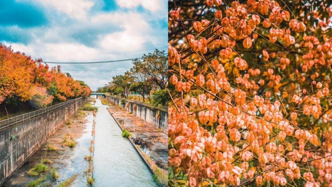 全台最美排水溝!秋天四色欒樹祕境在這 綿延2公里必朝聖