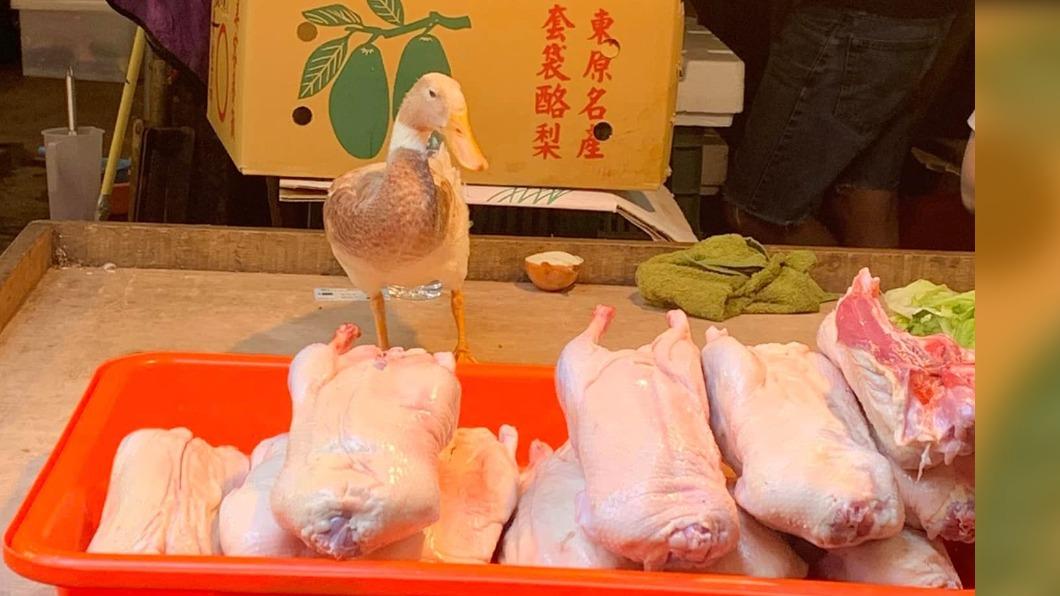 菜市場寵物鴨站在整排「無頭同類」前面。（圖／翻攝自路上觀察學院臉書）