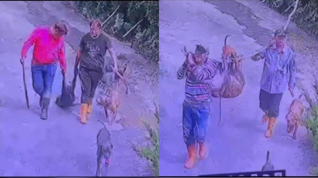 闖民宅獵殺寵物豬!還在飼主家就地處決 囂張惡徒正面曝